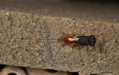 Megalyra troglodytes