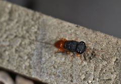 Megalyra troglodytes