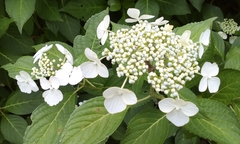 Hydrangea macrophylla normalis