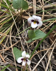 Viola cuneata
