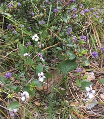 Viola cuneata