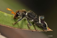 Scrobiger albocinctus