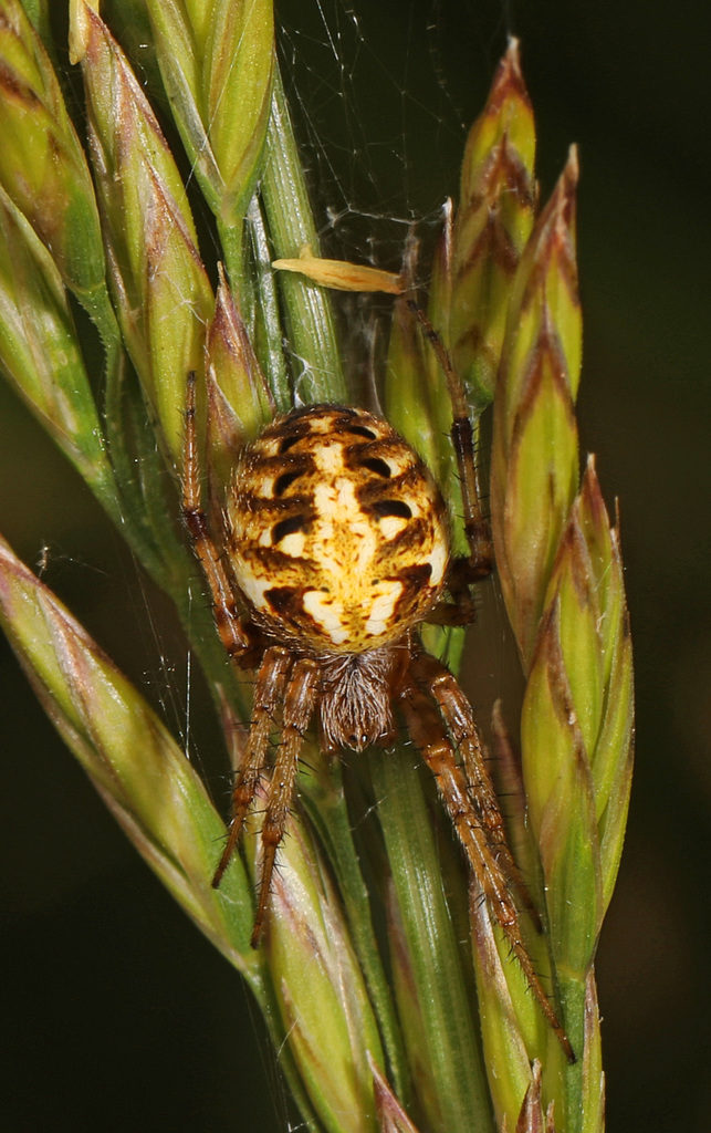 arabesque orbweaver