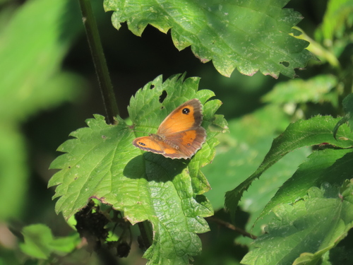 Gatekeeper