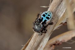 Maratus nigromaculatus
