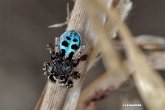 Maratus nigromaculatus