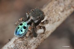 Maratus nigromaculatus