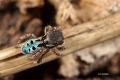 Maratus nigromaculatus