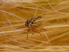 Homaemus parvulus