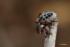 Maratus nigromaculatus