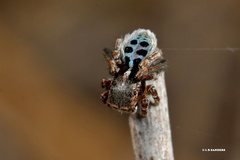 Maratus nigromaculatus