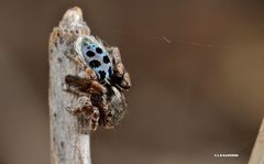 Maratus nigromaculatus