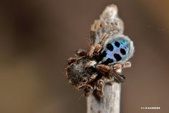Maratus nigromaculatus