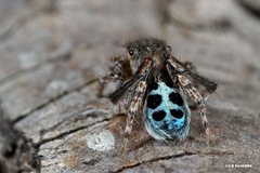 Maratus nigromaculatus