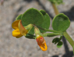 Acmispon maritimus