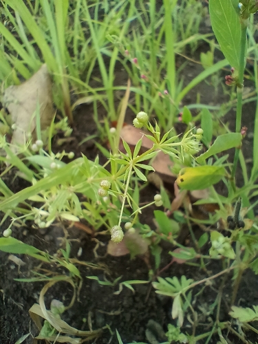 Image of Galium spurium by (c) Vladimír Fuka, some rights reserved (CC BY)