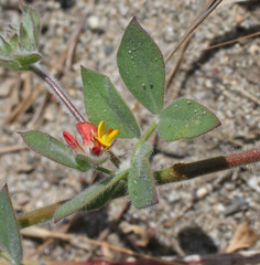 Acmispon heermannii