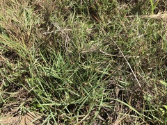 Zoysia matrella