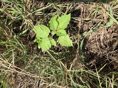 Physalis minima