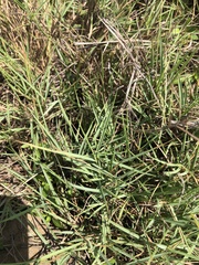 Zoysia matrella