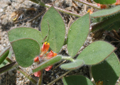 Acmispon heermannii