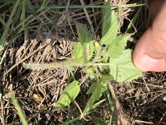 Physalis minima