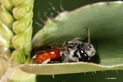 Sphecodes profugus