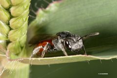 Sphecodes profugus