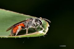 Sphecodes profugus