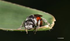 Sphecodes profugus