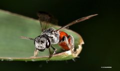 Sphecodes profugus