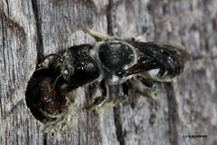 Megachile monstrosa