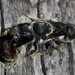 Megachile monstrosa - Photo (c) Laurence Sanders,  זכויות יוצרים חלקיות (CC BY-NC-SA), הועלה על ידי Laurence Sanders