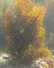 Carpophyllum plumosum