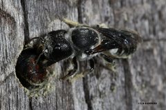 Megachile monstrosa