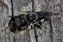 Megachile monstrosa