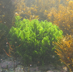 Caulerpa flexilis