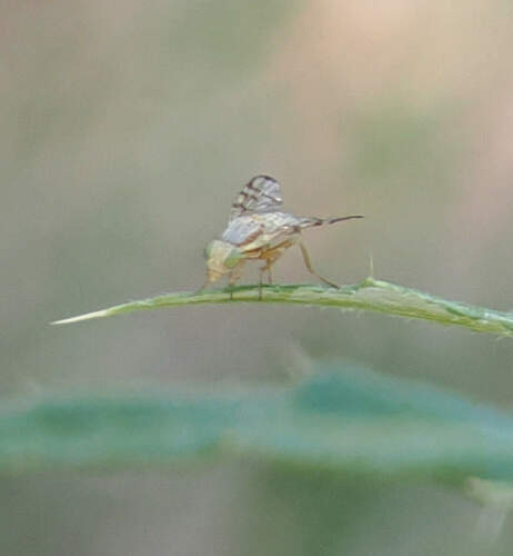 Terellia occidentalis photo 3