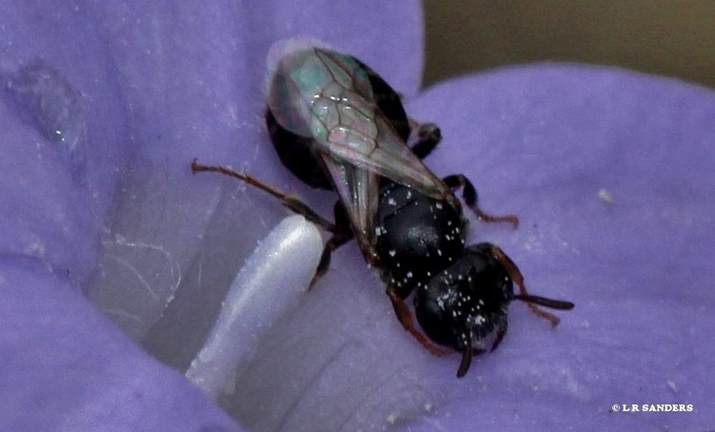 Euhesma wahlenbergiae