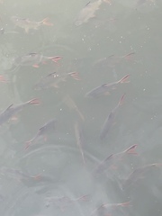 Barbonymus schwanefeldii