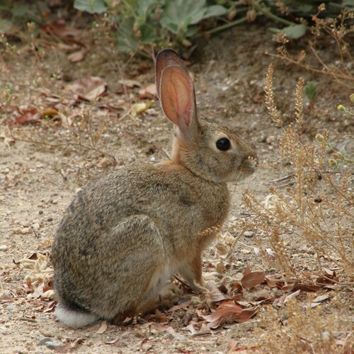 iNaturalist observation photo of Desert Cottontail