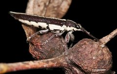Rhinotia scalaris