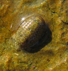 Exosphaeroma gigas