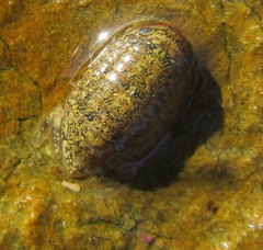 Exosphaeroma gigas
