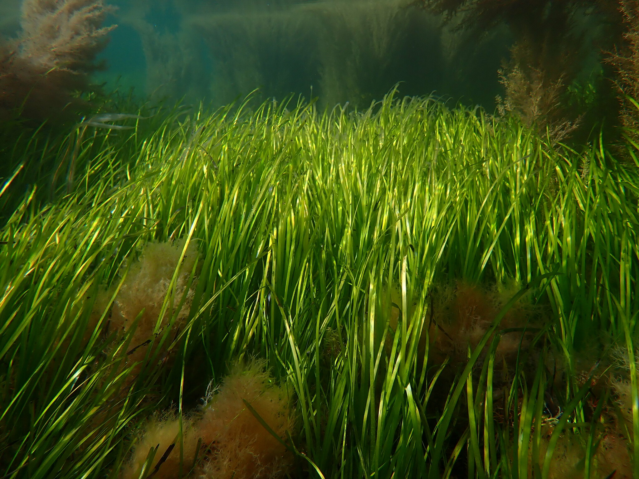 Zostera marina