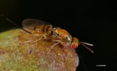 Megastigmus trisulcus