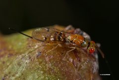 Megastigmus trisulcus