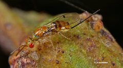 Megastigmus trisulcus