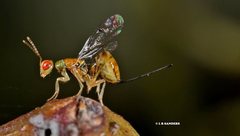 Megastigmus trisulcus