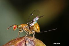 Megastigmus trisulcus